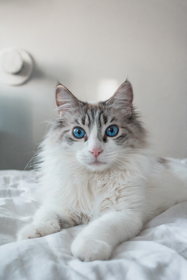 esteban-chinchilla-9m1OFDFAuss-unsplash